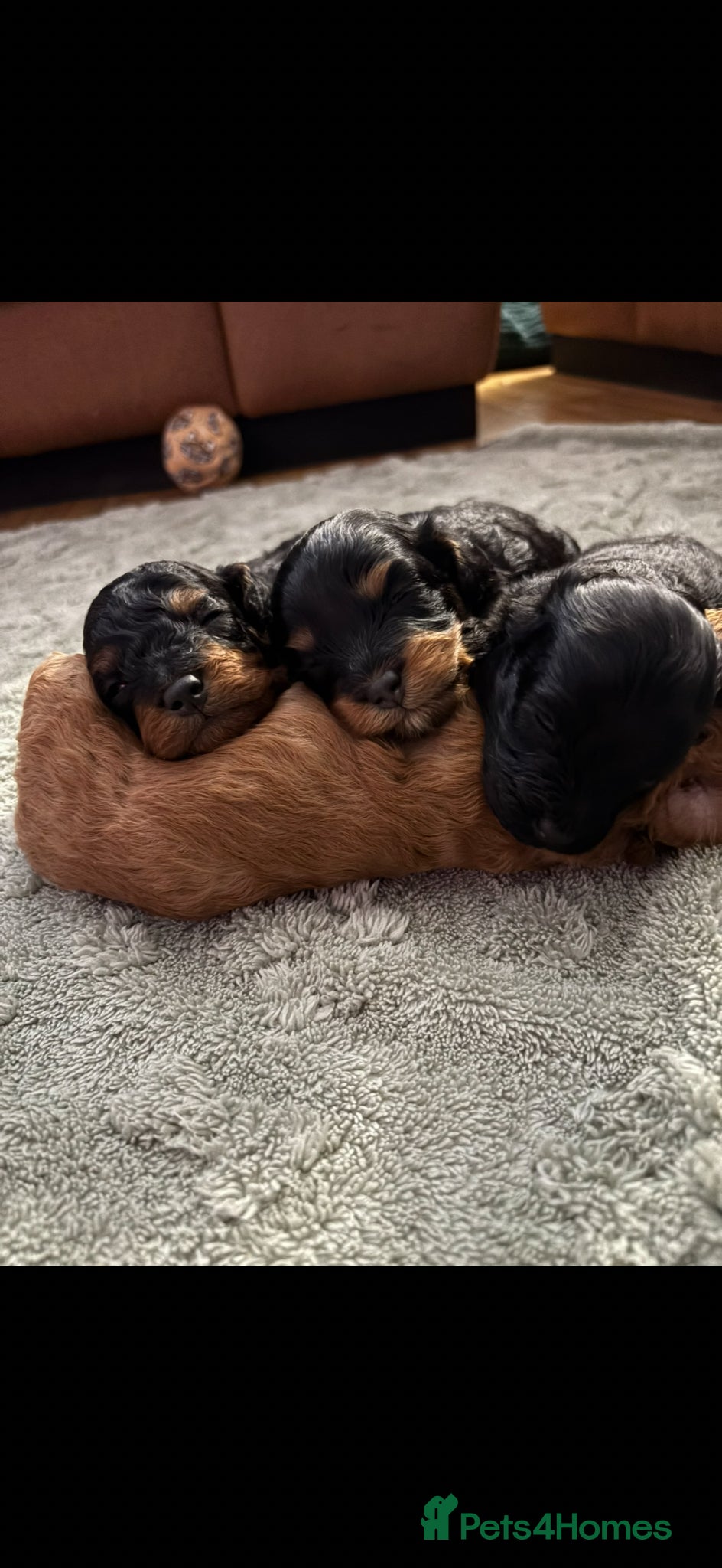 Cavapoochon dogs F1B Cavapoochon - Advert 1