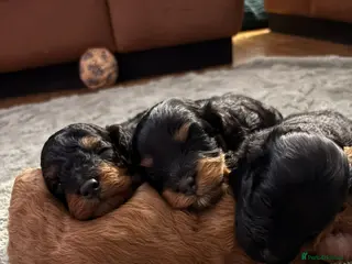 Cavapoochon dogs F1B Cavapoochon - Advert 1