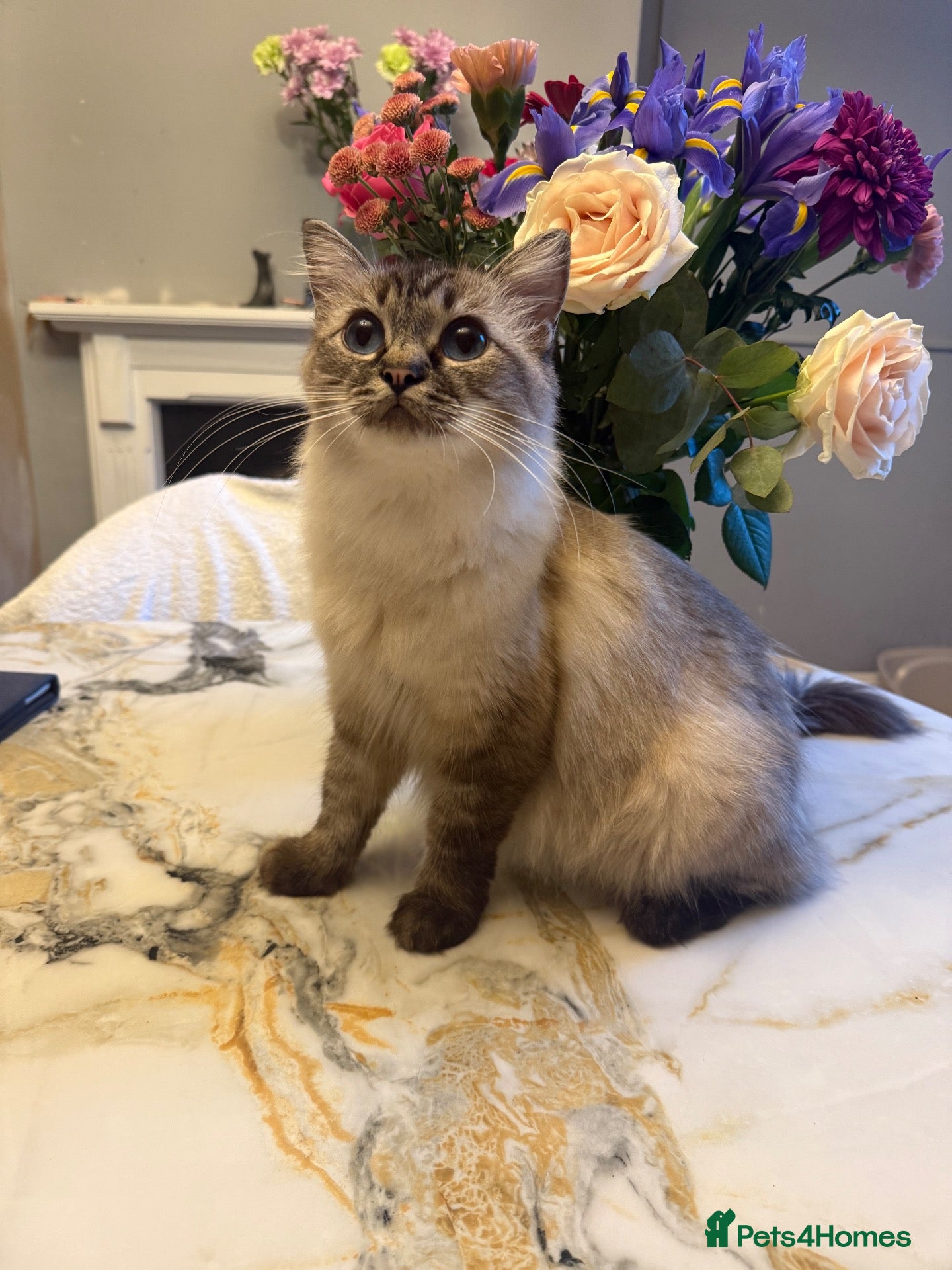 Mixed Breed cats for sale: Ragdoll mixed breed  - Advert 1