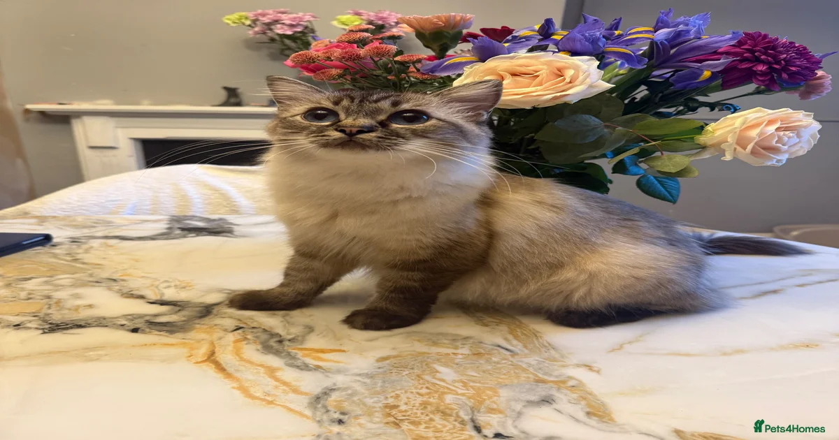 Mixed Breed Kittens for sale in Gravesend, Kent | Pets4Homes