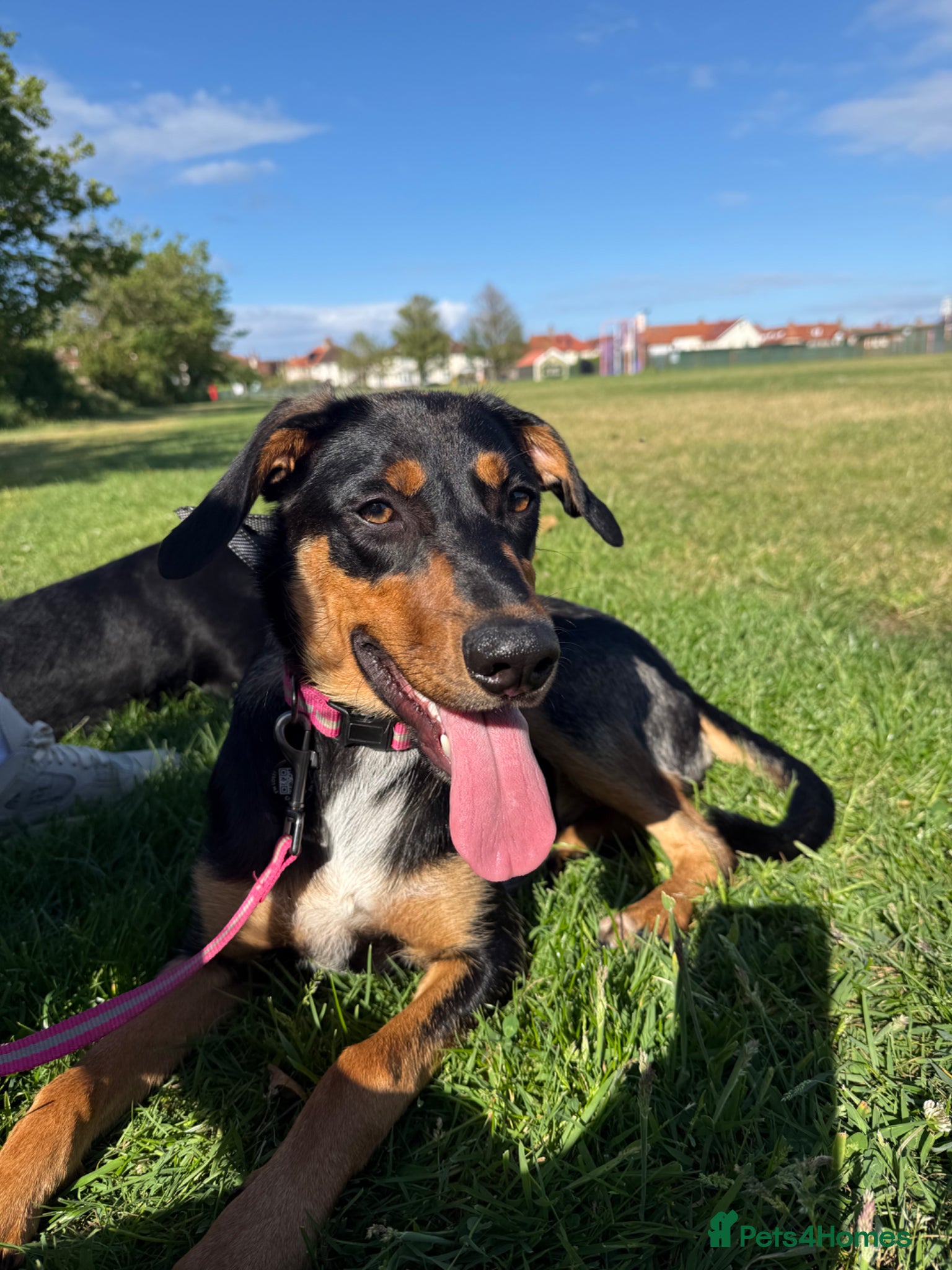 Mixed Breed dogs 6 month old visla x looking for her forever home - Advert 4