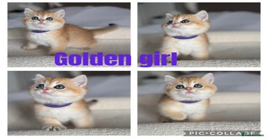 British Shorthair cats - Advert 3