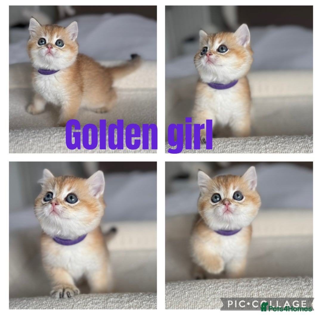 British Shorthair cats for sale: TICA golden and colourpoint BSH - Image 2