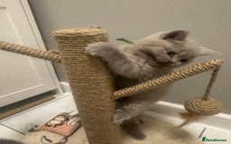 British Shorthair cats for sale: BRITISH SHORT HAIR LILAC KITTENS  - Advert 9