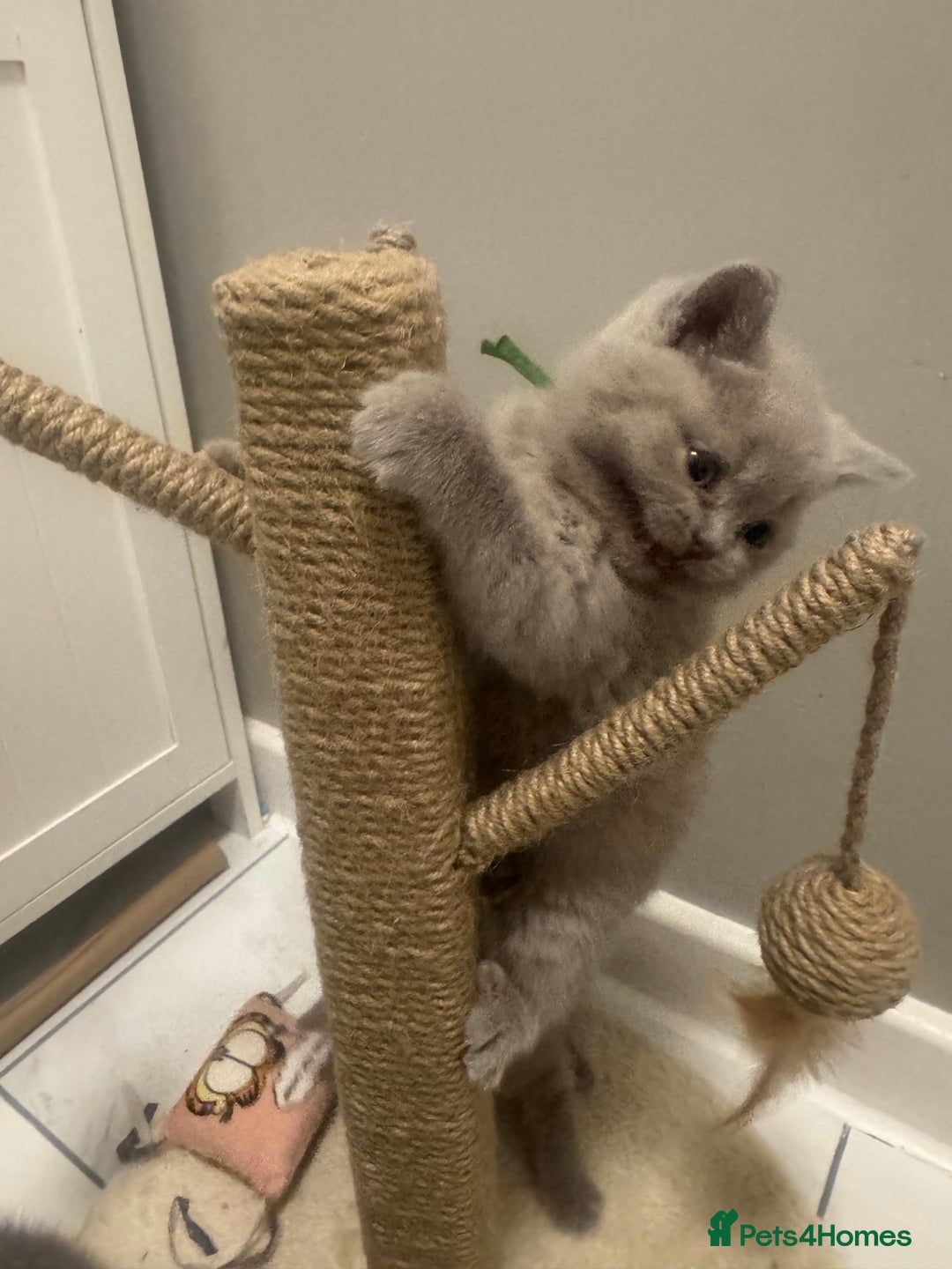 British Shorthair cats for sale: BRITISH SHORT HAIR LILAC KITTENS  - Advert 9