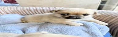 Fawn Pug Puppy 1 with black mask