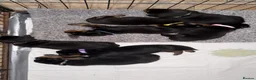Rottweiler dogs for sale: Rottweiler puppies 1 boy 1 girl left  - Advert 4