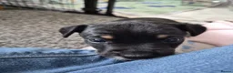 Jack Russell dogs for sale: Pure Jack russel tri colour boy puppies.  - Advert 17