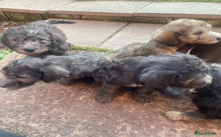 Mixed Breed dogs - Advert 1