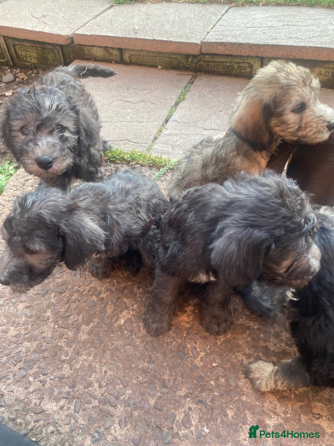 Mixed Breed dogs for sale: Bedlington Terrier X Whippet Puppies ⭐️ - Image 1