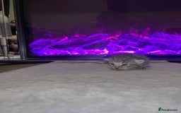 Domestic Shorthair cats for sale: Adorable Kittens! 🐾 - Image 17