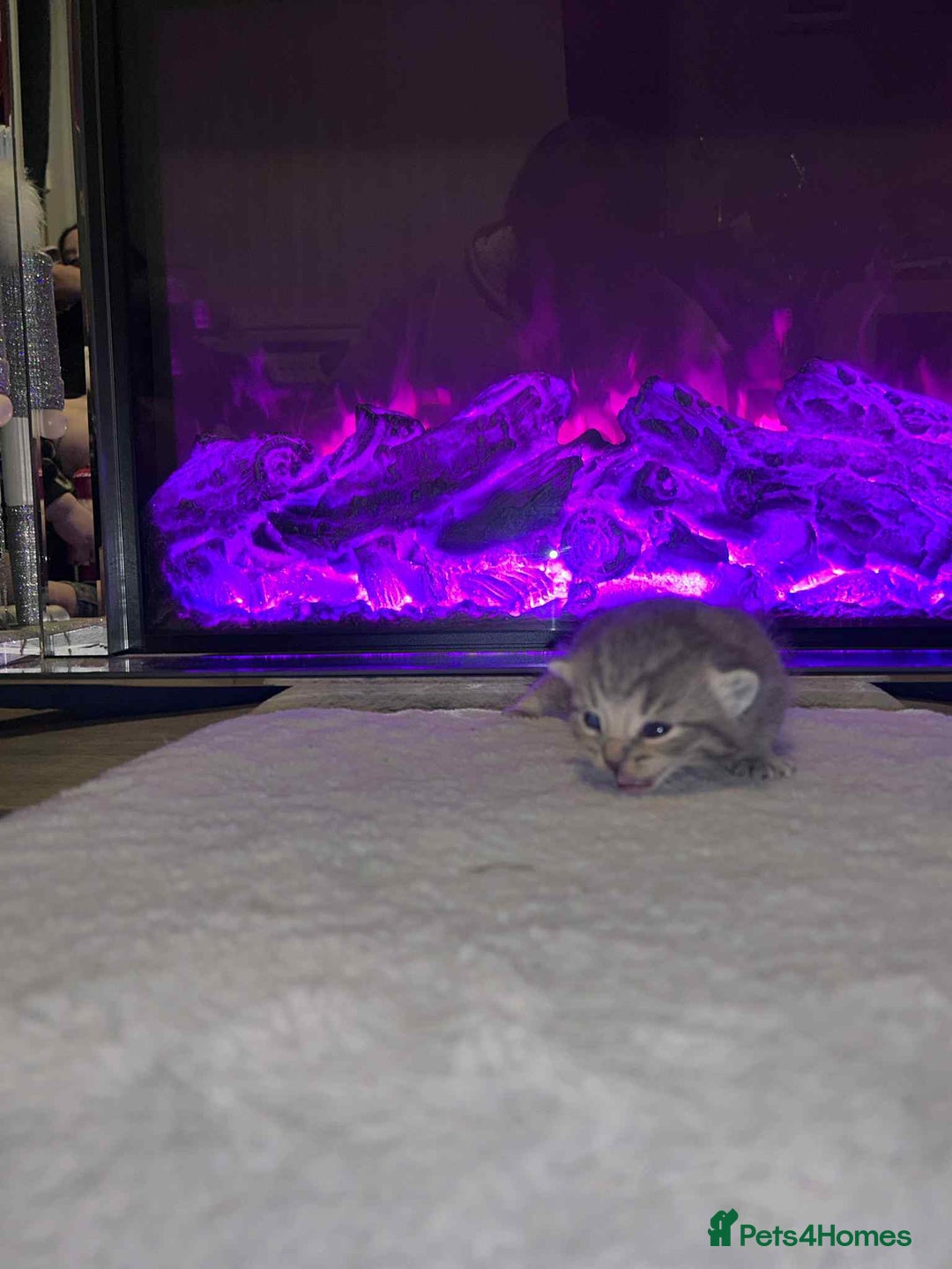 Domestic Shorthair cats for sale: Adorable Kittens! 🐾 - Image 17