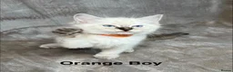 Ragdoll cats for sale: 😻Pure Ragdoll Kittens looking for loving home ❤️ - Advert 25