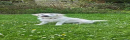 Golden Retriever dogs for stud: XL Old English Cream Golden Retriever STUD - Advert 8