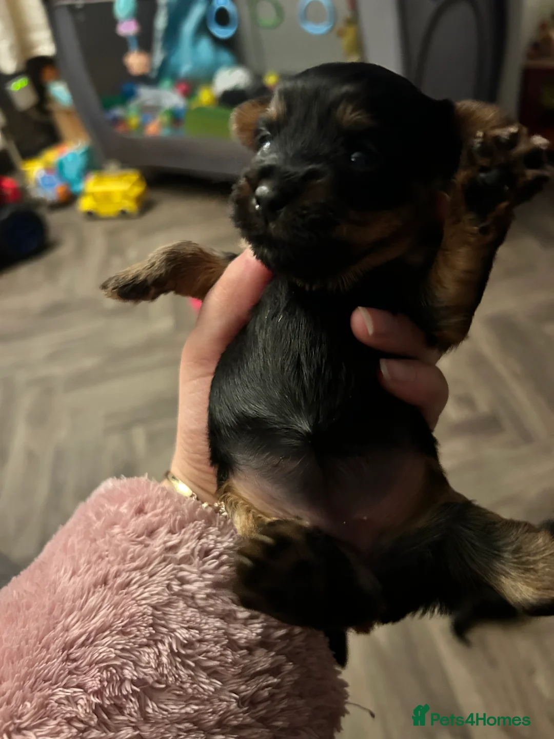 Yorkshire Terrier dogs for sale: 3 beautiful Yorkshire miniature terrier pups in Manchester - Advert 7