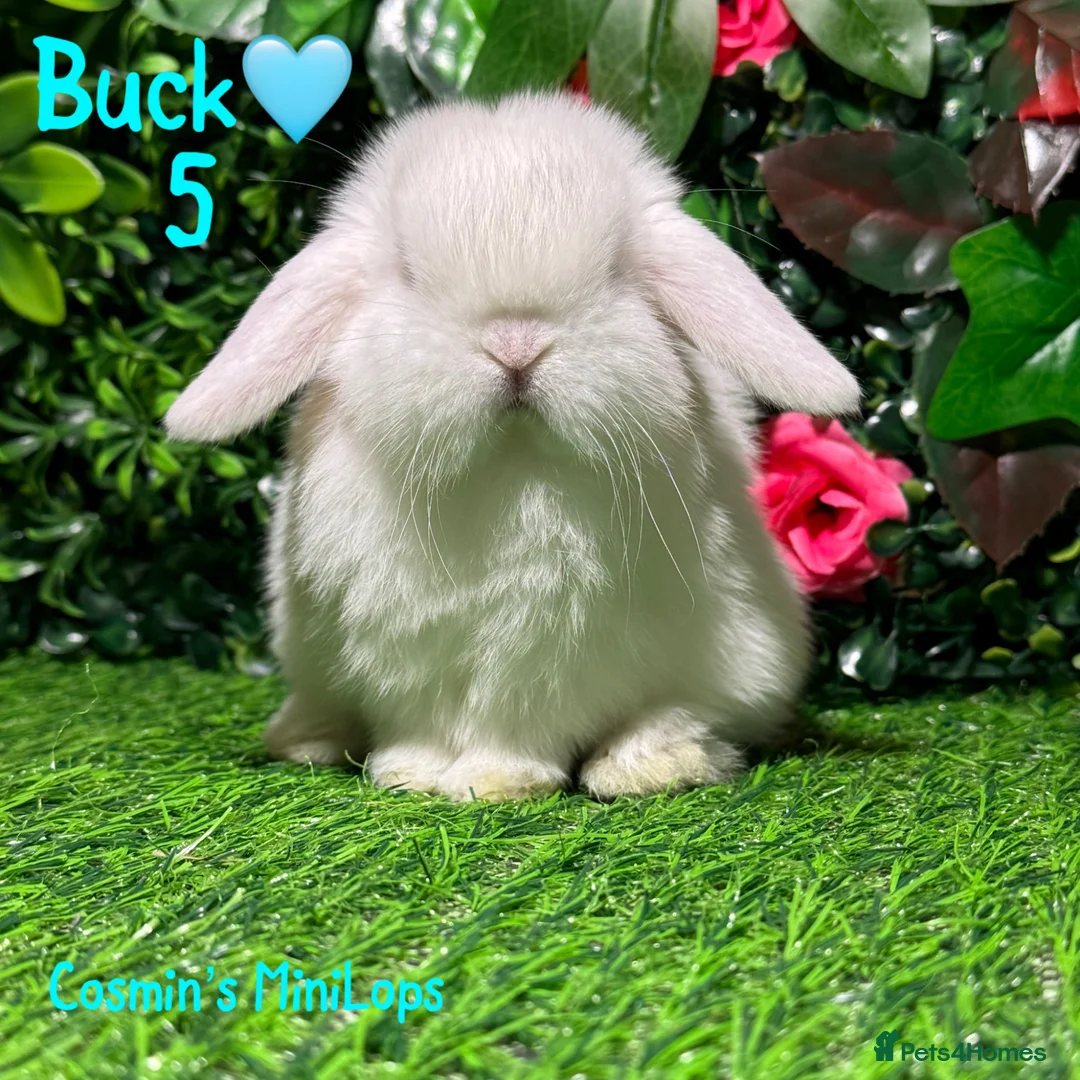 Mini Lop rabbits for sale: ✨STUNNING MINI LOP,READY TO REZERVE✨ - Advert 5