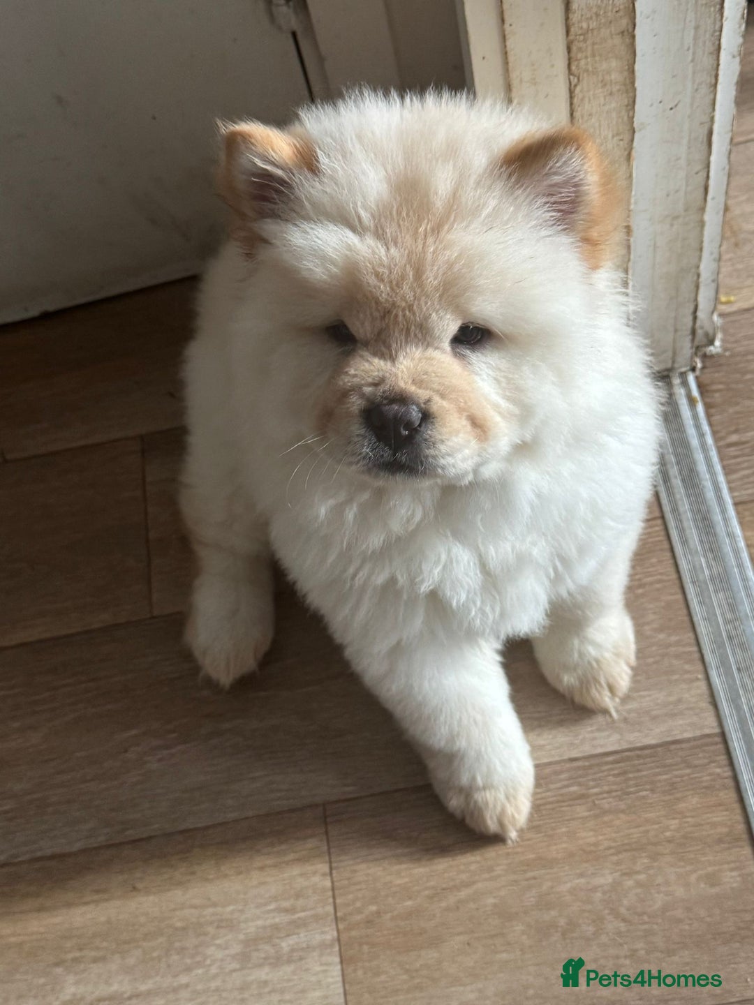 Chow Chow dogs for sale: Miss chow chow mummy  - Advert 8