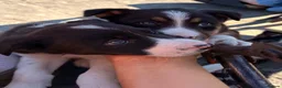 Border Collie dogs for sale: 7 Working Sheepdogs  - Advert 20