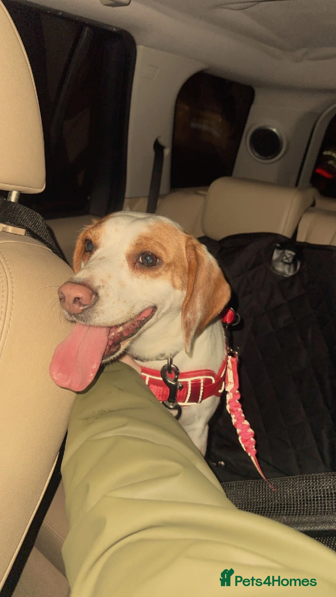 Beagle dogs for sale: 5 year old beagle - Advert 4