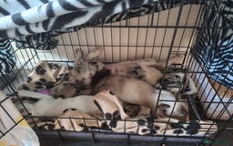 Australian Shepherd dogs for sale: Bluey - Image 6