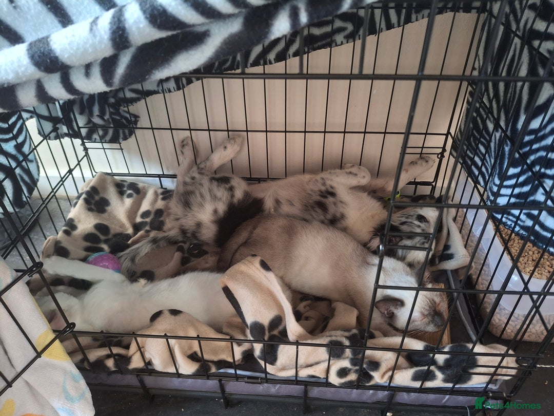 Australian Shepherd dogs for sale: Bluey - Image 6