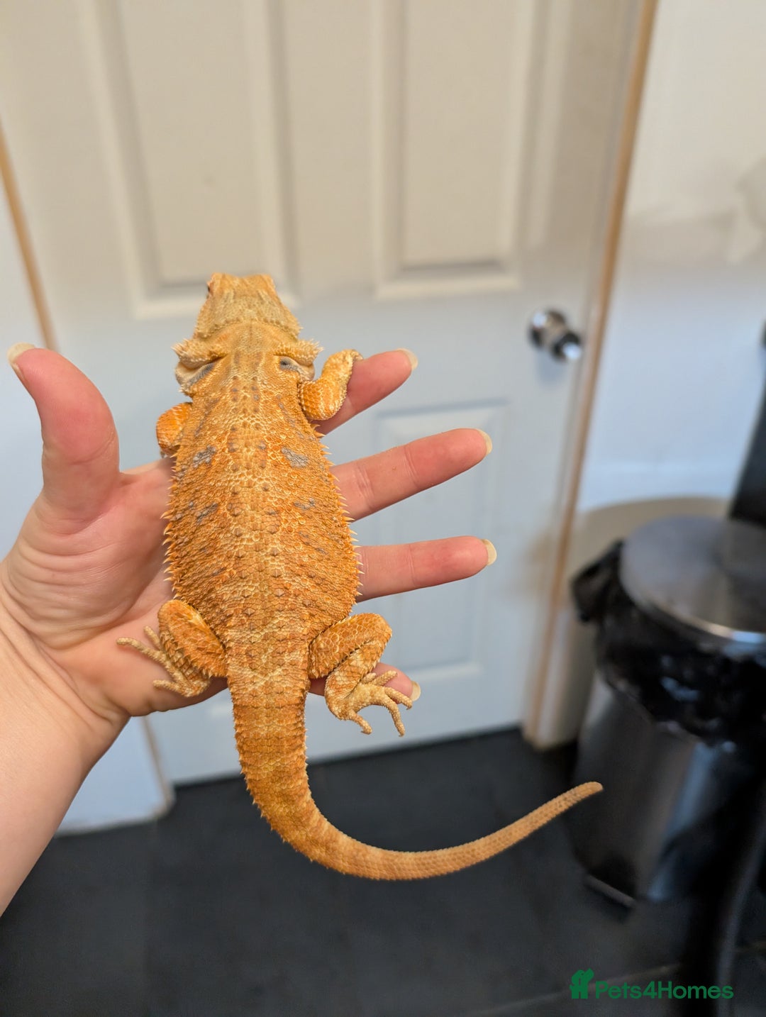 Bearded Dragon reptiles for sale: Baby bearded dragon with 4ft set up - Image 12