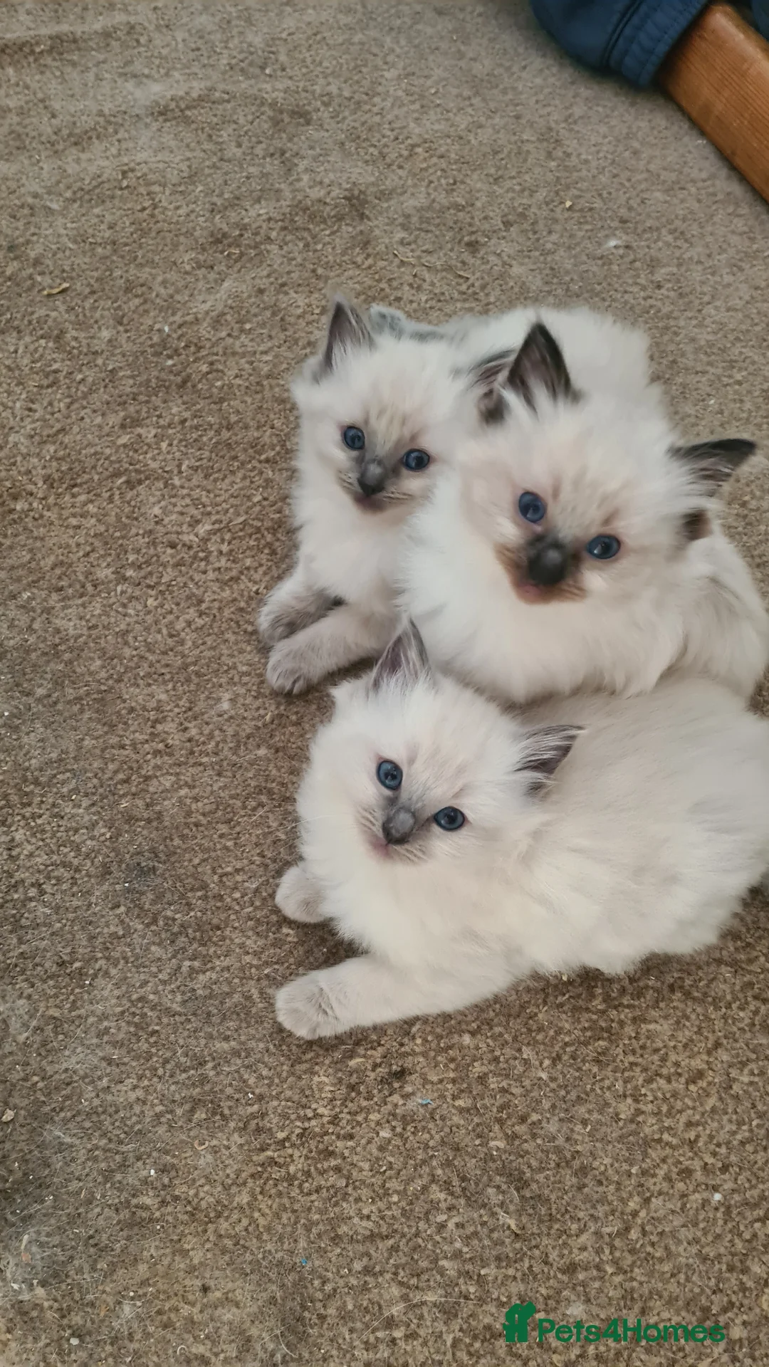Ragdoll cats for sale: 3 beautiful pure ragdoll kittens for sale - Advert 2