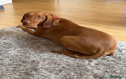 Hungarian Vizsla dogs for sale: Luna  - Image 2