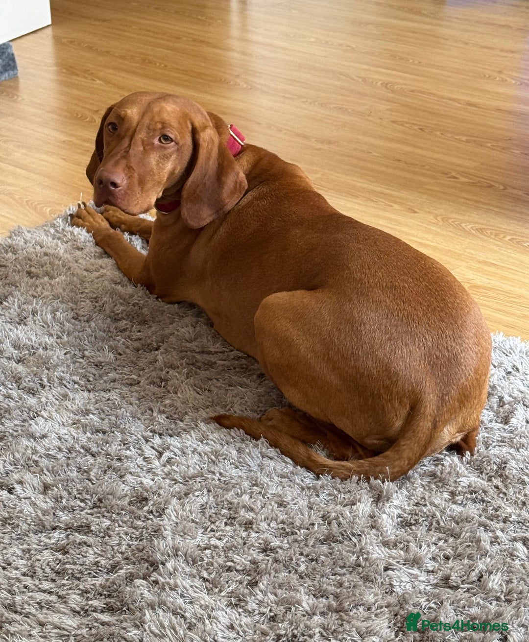 Hungarian Vizsla dogs for sale: Luna  - Image 2