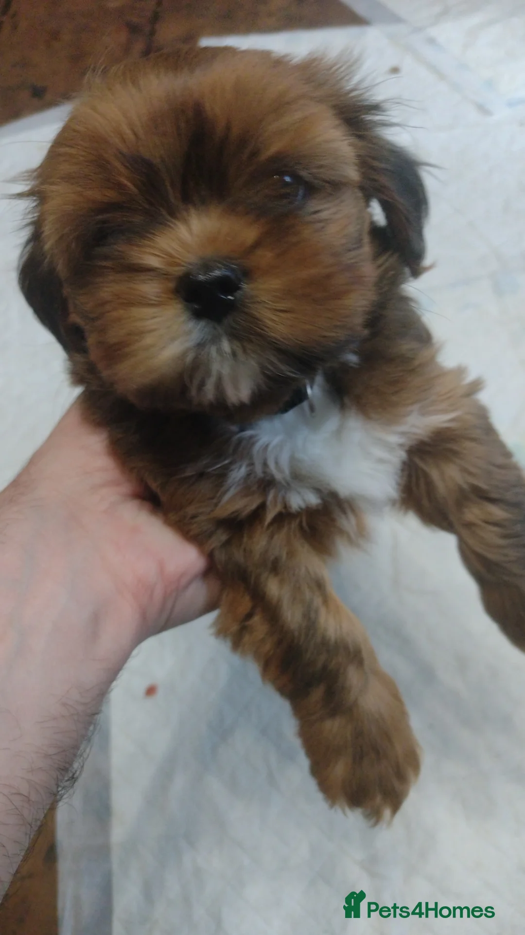 Lhasa Apso dogs for sale: 4 Lhaso Apso boys puppies ready in 4 days! - Advert 2