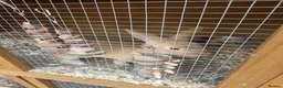 Mixed Breed rabbits for sale: 2 rabbits one white and black one gingerer in Nottingham - Advert 5