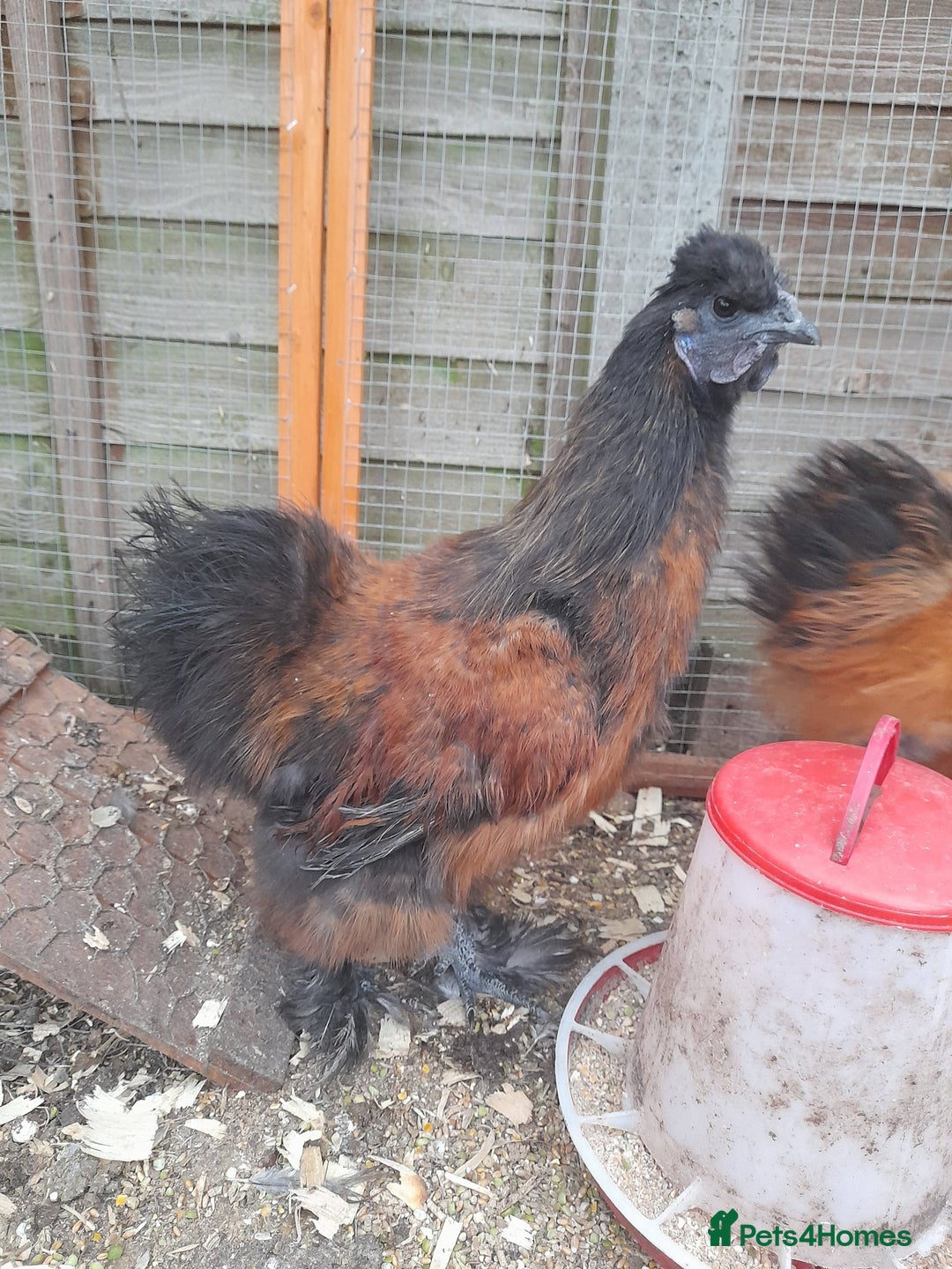 Chickens poultry for sale: Silkie Cockerels  - Advert 2
