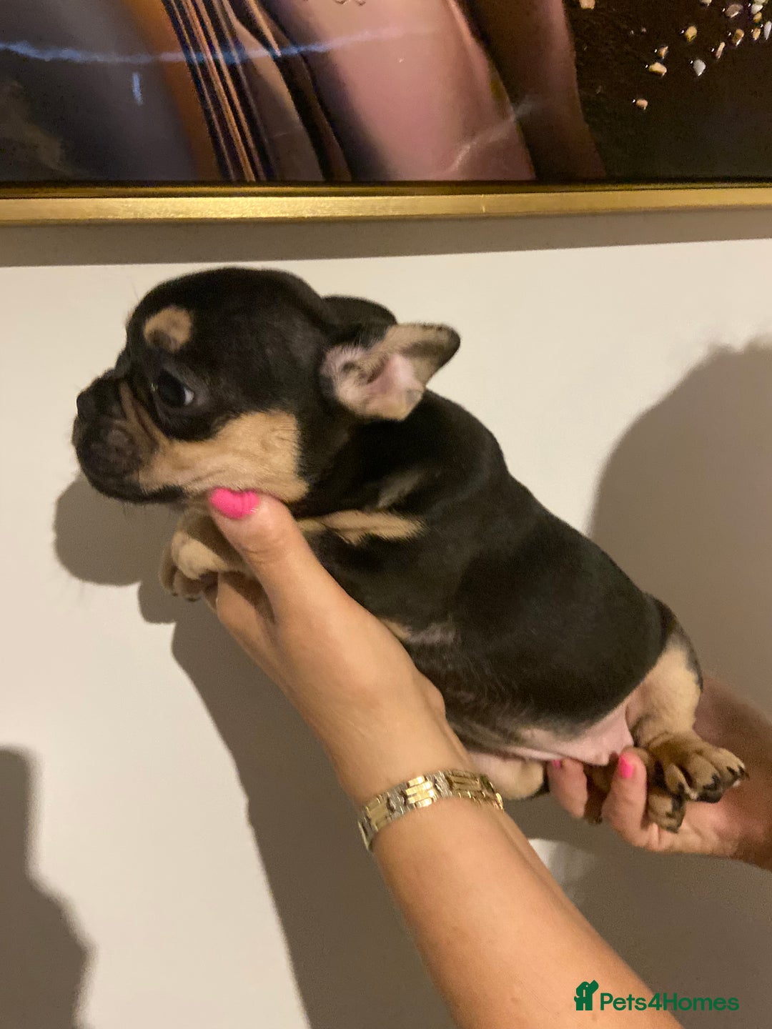 French Bulldog dogs for sale: Tan point French bulldogs females   - Image 3