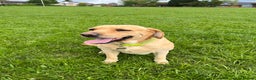 Labrador Retriever dogs for sale: Beautiful Labrador  - Advert 16