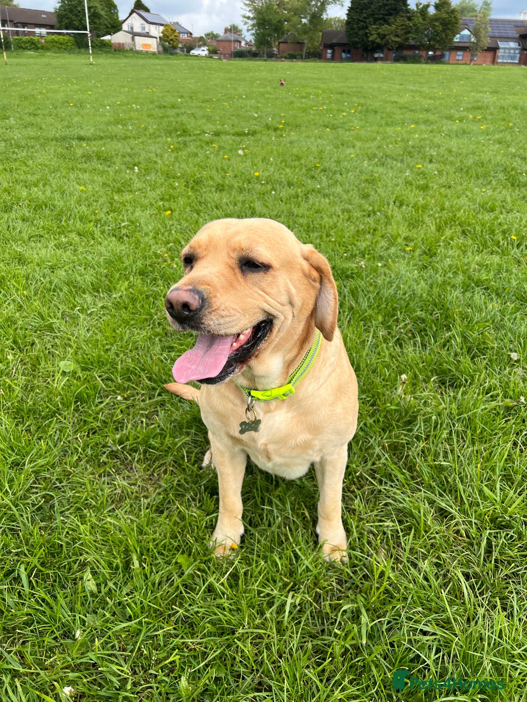 Labrador Retriever dogs for sale: Beautiful Labrador  - Image 16