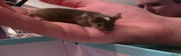 Mouse rodents for sale: Male and female mice  - Advert 17