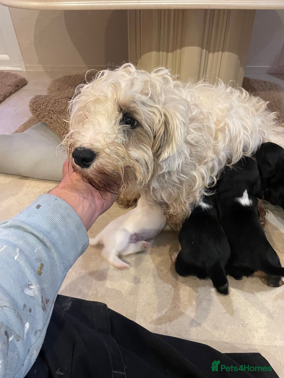 Mixed Breed dogs for sale: Sealyham terrier cross jack russel terrier  - Advert 2