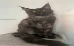 Maine Coon cats for sale: black smoke female  - Image 7