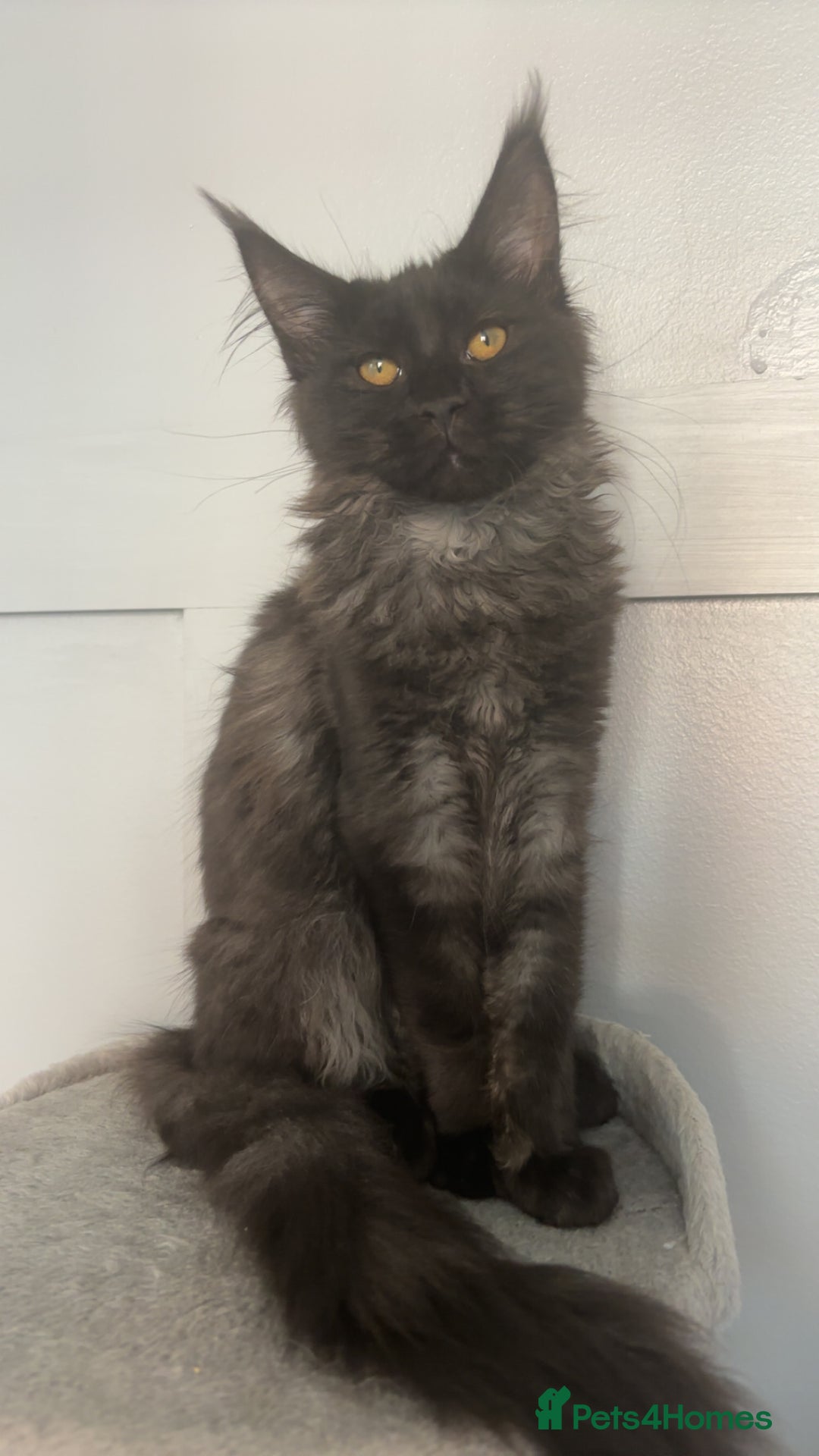 Maine Coon cats for sale: black smoke female  - Image 7