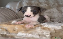 Whippet dogs for sale: KC Registered Blue Whippets - Image 21