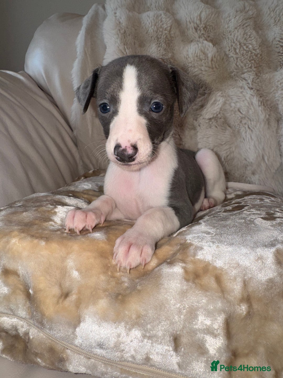 Whippet dogs for sale: KC Registered Blue Whippets - Image 21