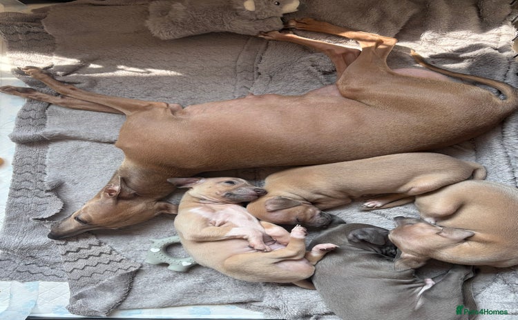 Italian Greyhound dogs - Advert 1