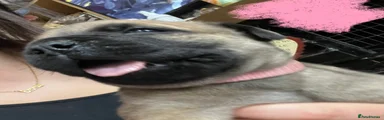 Bullmastiff 7