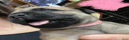 Bullmastiff dogs for sale: 🐾🐶KC BULLMASTIFF PUPPIES🐶🐾 in Wednesbury - Advert 10