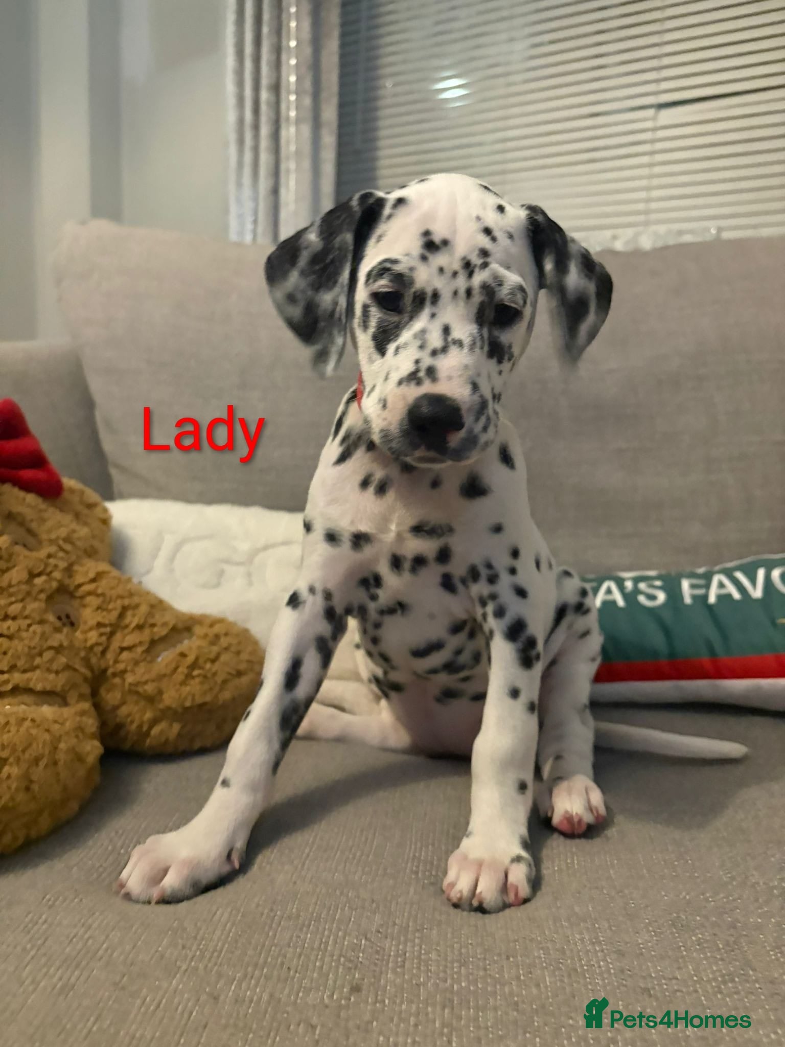 Dalmatian dogs Dalmatian puppies KC registered *Ready now* last 2 - Advert 3