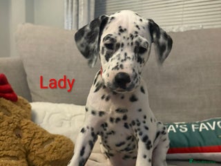 Dalmatian dogs Dalmatian puppies KC registered *Ready now* last 2 - Advert 3