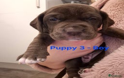 Mixed Breed dogs for sale: Cockerbull Puppies - Image 14