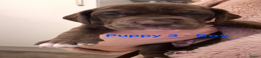 Puppy 3
