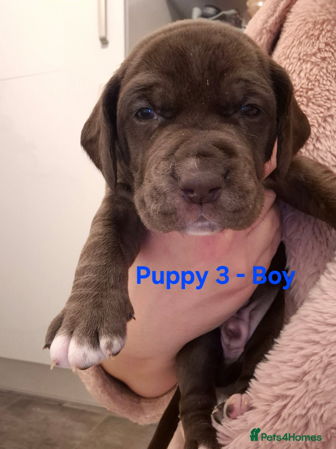 Mixed Breed dogs for sale: Cockerbull Puppies - Image 14