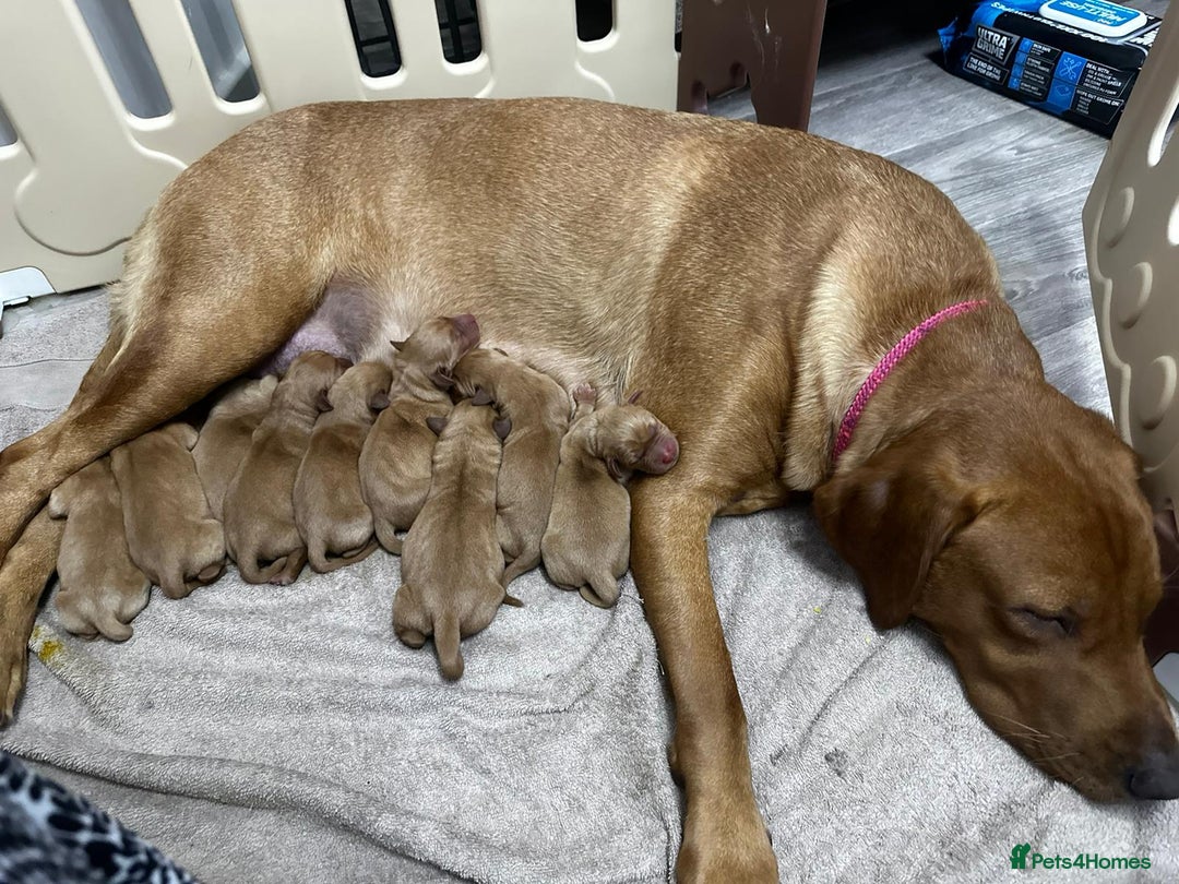 Labrador Retriever dogs for sale: KC Registered Labrador Puppies - Call  **  - Image 9